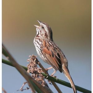 Meet your Posher, Thomas